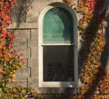 Window surrounded by leaf covered building.